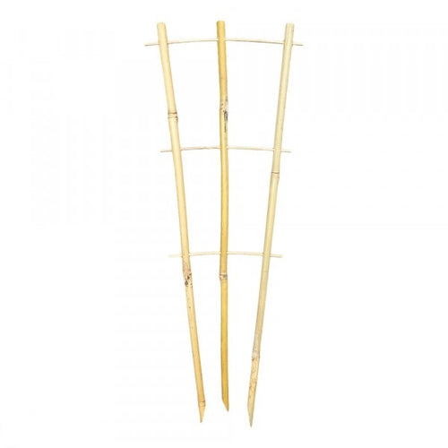 45cm Bamboo Trainer